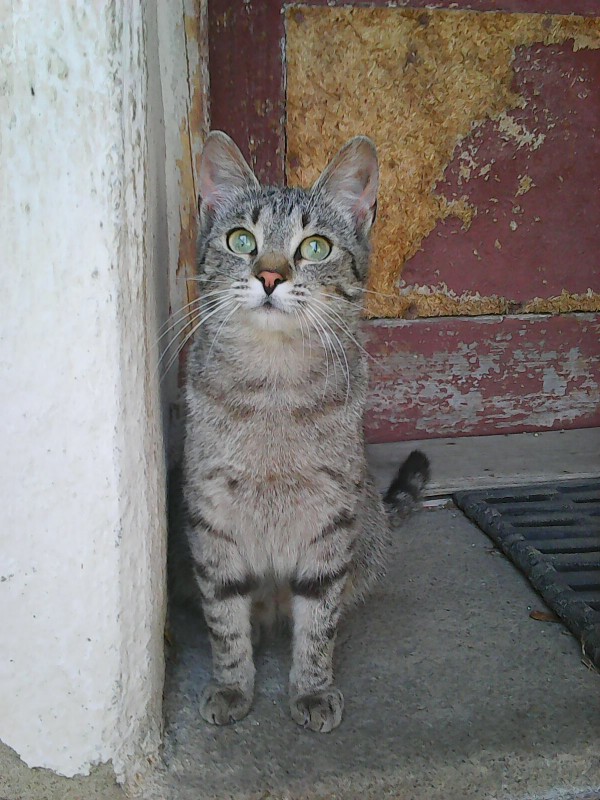 Mourinka