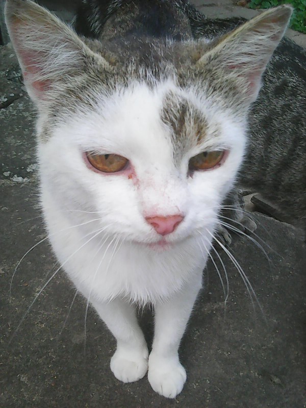 Mici♥