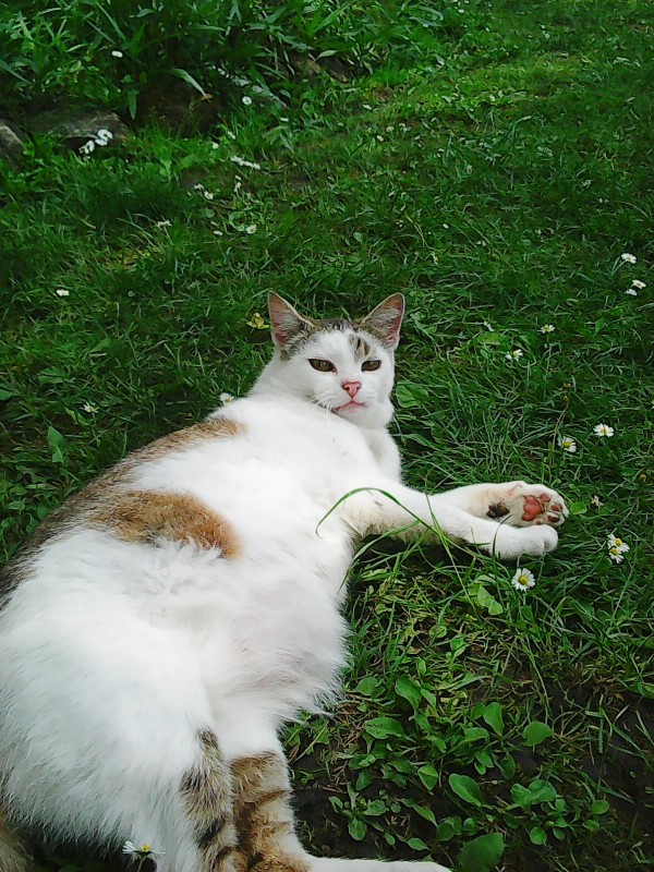 Mici