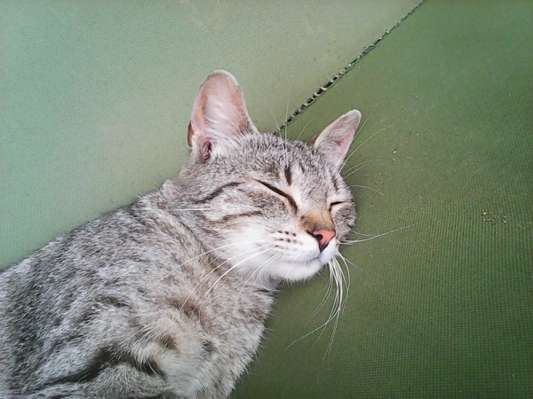 Mourinka